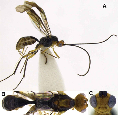 Figure 1. Meteorus albisericus sp. nov. (A) Habitus in lateral view; (B) habitus in dorsal view; (C) head in frontal view.