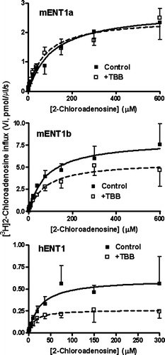 Figure 5.  Effect of CK2 inhibition with TBB on the uptake of [3H]2-chloroadenosine by mENT1a-, mENT1b- and hENT1-transfected PK15 cells. Cells were grown for 48 h in the absence (▪) or presence (□) of 10 µM TBB, and then harvested and incubated with the indicated concentrations of [3H]2-chloroadenosine for 15 sec. Parallel assays were conducted in the absence (total influx) and presence (non-mediated uptake) of dipyridamole/NBMPR and the latter component was subtracted from the total uptake to determine the ENT1-mediated uptake (see Figure 4). Results are plotted as pmol of [3H]2-chloroadenosine accumulated per µl of cell water per sec (Vi, ordinate) against the concentration of [3H]2-chloroadenosine (abscissa). Each point is the mean±SEM from at least five experiments. Kinetic constants derived from these data are shown in Table II.