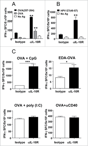 Figure 4. IL-10 blockade enhances (T)cell responses in an adjuvant-dependent manner. (A) C57BL/6 mice (n = 4 /group) immunized with OVA s.c. and topical Imiquimod cream application at the immunization site, combined with i.p. injection of isotype or anti-IL-10R antibodies. One week later their splenocytes were stimulated with CD8 epitope OVA(257–264) or OVA protein and IFNγ-producing cells evaluated by ELISPOT. (B) Mice were immunized with Imiquimod plus EDA-HPVE7 protein as in A with or without IL-10 blockade and responses against HPV E7(49–57) peptide were measured by ELISPOT. (C) C57BL/6 mice (n = 4) were immunized with OVA s.c. plus adjuvants CpG, poly(I:C) or anti-CD40 agonistic antibodies or with EDA-OVA plus control or anti-IL-10R blocking antibodies. One week later mice were sacrificed and their splenocytes were stimulated with CD8+ epitope OVA(257–264) and IFNγ-producing cells evaluated by ELISPOT. Results show the difference between peptide-stimulated minus unstimulated cells and are representative of two-three independent experiments.