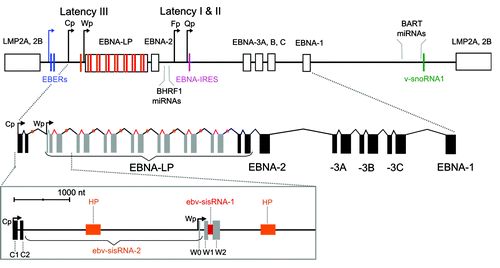 Figure 2. Top: Cartoon of the EBV genome with positions of ncRNAs indicated. Promoters are denoted with bent arrows: the blue arrow shows the promoter for the EBERs (used in all latency programs), while the black arrows show the Cp/Wp promoters used in latency III and Fp/Qp promoters used in latency I and II. Exons are indicated with boxes, introns with lines, and each ncRNA with a colored bar that matches the colored label (the orange bar shows the location of the hairpin (HP) in ebv-sisRNA-2 and the red bar shows ebv-sisRNA-1). Additional details on EBV latent gene expression are reviewed in reference Citation7. Bottom: Cartoon of EBNA primary transcript from latency III. Exons are indicated with solid boxes and introns with lines. The W repeat W1 and W2 coding exons are shown in gray. Orange and red colored regions indicate locations of the HP and ebv-sisRNA-1, respectively. The zoomed-in box below shows the 5′ end of the RNA. The intron that generates ebv-sisRNA-2 is indicated by the braces (and titled in orange). The HP within ebv-sisRNA-2 is indicated with the orange box. The red region indicates the intron that generates ebv-sisRNA-1.