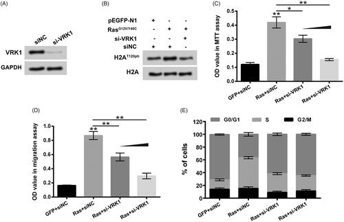 Figure 5. Suppression of VRK1 alleviated Ras-PI3K-induced up-regulation of H2AT120ph and suppressed osteosarcoma progression. (A) After siNC or si-VRK1 transfection, the VRK1 protein level in MG63 cells was detected using western blotting. (B) After pEGFP-N1, pEGFP-RasG12V/Y40C, si-VRK1 and/or siNC transfection, the H2AT120ph expression in MG63 cells was measured using western blotting. pEGFP-N1, and pEGFP-RasG12V/Y40C were indicated as GFP and Ras, respectively. After GFP, Ras, siNC and/or si-VRK1 transfection, (C) the viability of MG63 cells was detected using MTT assay; (D) the migration of MG63 cells was measured using two-chamber transwell assay; (E) the cell cycle distribution of MG63 cells was assessed using flow cytometric analysis. VRK1: Vaccinia-related kinase 1. *p < .05; **p < .01 (n = 3).