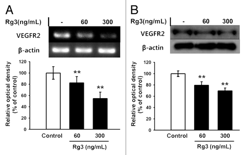 Figure 2. Effect of Ginsenoside Rg3 on the VEGFR2 expression in EPCs. (A) mRNA level of VEGFR2 in Rg3-treated outgrowth ECs, demonstrated by RT-PCR analysis. (B) VEGFR2 protein expression in Rg3-treated outgrowth ECs, demonstrated by western blotting analysis.
