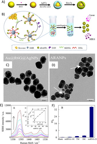 Figure 7. Design scheme of (A) ARANPs synthesis, and (B) SERS-based strategy for quantitative detection of exosomal miRNA extracted from human blood. (C-D) TEM images of Au@R6G@AgNPs and ARANPs, respectively. (E) Performances of SERS detection of miRNA-21 in buffer solution. Inset: dependence of SERS intensity enhancement as functions of different concentrations of miRNA-21. (F) SERS signal enhancement upon miRNA-141, TM, SM, miRNA-21 addition. Copyright of Elsevier. Adapted with permission of Elsevier from Ma et al.[Citation173]