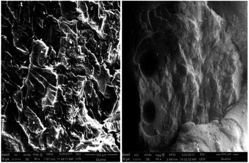 Figure 6 SEM micrographs of NC hydrogels (BM-8).Abbreviations: SEM, scanning electron microscopy; NC, nanocompsite.