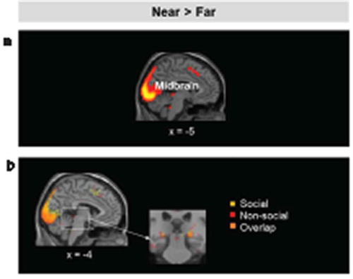 Figure 5. (a). Brain regions showing increased activation for near relative to far stimuli (left), and for far relative to near stimuli, irrespective of stimulus category and threat level. (b). Left: Results of the conjunction analysis showing the overlap on the midbrain between (non-social threats near > far) and (social threats near > far). Activation threshold set at cluster-forming p< .001 uncorrected, and FDR-corrected p< .05 at the cluster level. Results in the figure are displayed at p< .005 uncorrected for visualization purposes, but only clusters surviving at the predefined threshold are highlighted.