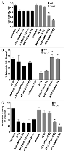 Figure 6. Silencing ATG5 and ATG7 sensitizes CD47-deficient Jurkat T cells to IR. WT and CD47− Jurkat T cells were plated in complete media and transfected with siRNAs against ATG5 and ATG7 or nonspecific scrambled control (SCR). Twenty-four hours after transfection cells were irradiated at 20 Gy. Cell viability was measured by MTS (A), cell cytotoxicity by LDH release (B), and proliferative capacity by crystal violet (n = 3 in triplicate; one-way ANOVA-Bonferroni post-test, *p < 0.001).