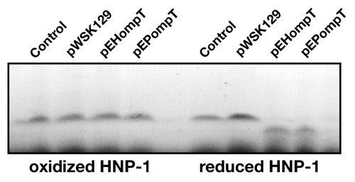 Figure 3. Cleavage of reduced HNP-1 by OmpT. HNP-1 was purchased from Peptides international Inc. (Louisville, KT). HNP-1 was reduced by incubation at 50°C for 30 min with dithiothreitol (1 mM). Free cysteines were then blocked with iodoacetamide (17 mM) for 30 min prior to incubation with bacterial strains. Oxidized or reduced HNP-1 was incubated for 1 h with the C. rodentium ΔcroP strain containing the empty plasmid pWSK129 or plasmid pWSK129 expressing EHEC OmpT (pEHompT) or EPEC OmpT (pEPompT). Bacterial cells were pelleted by centrifugation and supernatants were resolved on Tris-Tricine SDS-PAGE (10–20% acrylamide). Gels were stained with Coomassie blue G-250. Control lanes, in which no bacteria were added, contained 1 µg of oxidized or reduced HNP-1 in phosphate-buffered saline.