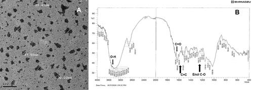 Figure 1 Photomicrograph of the formulated nanocurcumin using (A) TEM and (B) FT-IR analysis of the formulated nanocurcumin.
