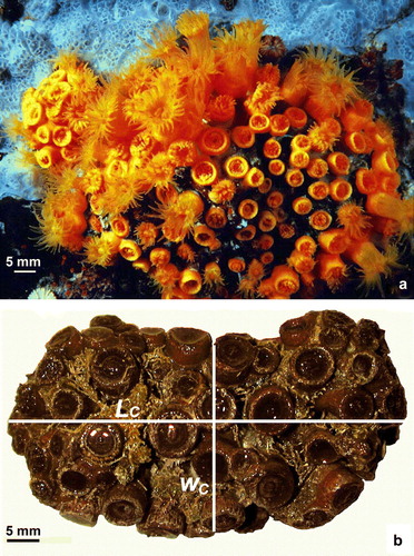 Figure 2.  Astroides calycularis. (a) Specimens photographed at Palinuro (Salerno, 40°01.81′N; 15°16.74′E) at 10 m depth. (b) Colony photographed in the laboratory (L C major axis of the colony; W C minor axis of the colony).