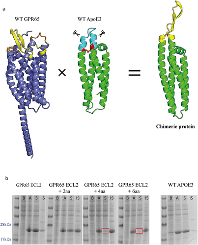 Figure 1. Expression of GPR65 chimeric constructs as soluble proteins. a) AlphaFold models representing human GPR65 (Uniprot entry Q8IYL9), truncated human apolipoprotein E (Uniprot entry P02649, PDB 1BZ4) and a representative example of the chimeric proteins, here displaying ECL2 of GPR65 (yellow) from the ApoE3 backbone (green). The transmembrane and ICL of GPR65 are in dark blue, with alternative GPR65 ECL in orange. Within the WT ApoE3 protein, the light blue region indicates the substituted residues, with red sites representing critical interactions between the two helices, which maintain structural integrity of the protein. b) SDS-PAGE gel of cell lysates before (b) and after (a) induction, and soluble (S) and insoluble (IS) fractions of expressed proteins for chimeric constructs with ECL2, representative for both ECL1 and ECL3. The + ‘x’aa represents how many amino acids on each side of the loop, as part of the helix, were also substituted with those from native GPR65. Correct bands are observed between 22 and 23kDa. Red squares represent a lack of soluble protein.