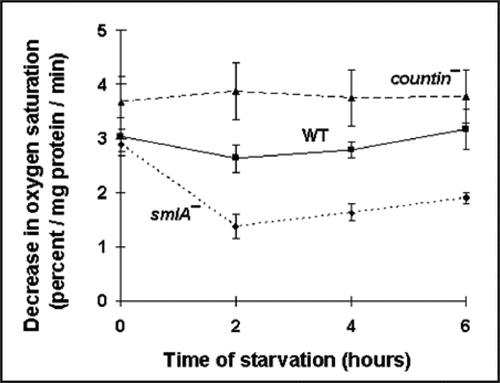 Figure 2 Cells with different amounts of extracellular CF have different levels of oxygen consumption. countin−, wild-type and smlA− cells were starved by shaking in PBM, and harvested at the times indicated. The oxygen consumption was then measured; a high decrease in oxygen saturation corresponds to a high O2 utilization by cells. At 2 and 4 hours of starvation, the differences between smlA− and WT, WT and countin−, and smlA− and countin− cells were significant with p < 0.05. Values are means ± SEM from three independent assays.