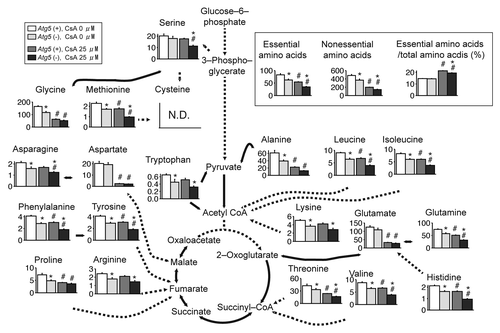 Figure 3. Autophagy deficiency affects amino acid metabolism. Levels of amino acids in autophagy-competent [Atg5 (+)] and autophagy-deficient [atg5 (−)] kidney proximal tubular cells treated with either 25 μM cyclosporin A (CsA) or vehicle for 24 h were superimposed on a metabolic pathway map. Columns, average concentration (nmoL/mg protein); scale bars: SE. N.D., the metabolite concentration was below the detection limit of the analysis (n = 8). *P < 0.05 vs. Atg5 (+) cells of corresponding treatment; #P < 0.05 vs. vehicle-treated controls.