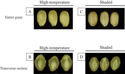 Figure 2. Chalky phenotypes in intact grains (A, C) and transverse sections of grains (B, D) grown under high-temperature and shaded conditions at the Tsukuba site (2007).