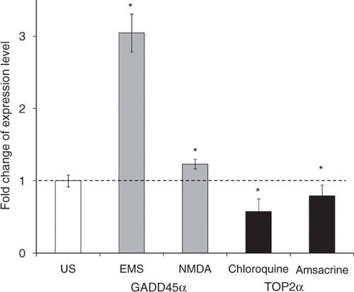 Figure 8. Effect of drug treatments on endogenous gene expression levels after US exposure. Results from qRT-PCR confirmed that treatment with EMS or NMDA increased the expression level of GADD45α (grey bars) and treatment with chloroquine or amsacrine decreased the expression level of TOP2α (black bars) relative to US exposure without drug treatment. Data represent the averages of n = 3 replicates with standard deviation error bars (*p < 0.05).