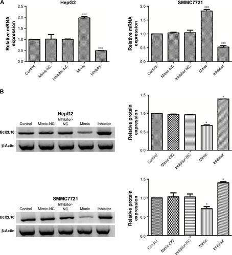 Figure 5 Effect of miR-18a on the expression of Bcl2L10 in vitro.