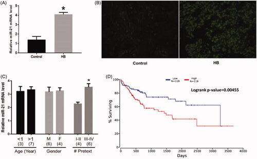 Figure 1. Increased miR-21 expression in HB. (A) miR-21 expression was upregulated in HB cells. (B) miR-21 expression was upregulated in tissues. (C) The correlations between miR-21 expression and patient information. Numbers in parentheses denote the number of samples. (D) The overall survival (OS) rate of patients with HB with high or low miR-21 expression. (*) denotes difference from control (p < .05). Values are means ± SEM. Three samples at least in each treatment group were available for the analysis.