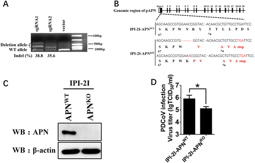 Fig. 5 pAPN knockout in IPI-2I cells inhibits PDCoV infection.a sgRNA1 and sgRNA2 expression plasmids (1 μg) targeting exon 1 of the pAPN genome were transfected into IPI-2I cells. Total DNA was collected, and the surveyor nuclease assay was conducted to calculate indel occurrence. b The target sequence in isolated clonal cells was amplified through PCR and cloned into the pMD18-T vector. Edited nucleotides in pAPN gene alleles are shown according to sequencing analysis. c Isolated clonal IPI-2I-APNKO cells were cultured in 6-well plates, and the expression of endogenous pAPN was detected by western blot with anti-APN rabbit polyclonal antibody. d IPI-2I-APNKO and IPI-2I-APNWT cells were cultured in 24-well plates and infected with PDCoV (MOI = 2). At 24 h post infection, cells were collected, and the viral titer was determined by TCID50 assay in LLC-PK1 cells. Data are expressed as the mean ± SD for triplicate samples. Statistical significance was determined by Student’s t test; *P < 0.05