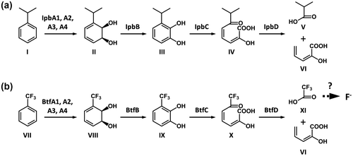Fig. 6. Comparison of IPB and BTF degradation pathways.Notes: Proposed degradation pathway of IPBCitation27,35) (a). Hypothetical degradation pathway of BTF by the 065240 strain (b). Compounds: I, IPB; II, cis-2,3-dihydro-2,3-dihydroxyIPB; III, IPC; IV, HOMODA; V, isobutyric acid; VI, 2-hydroxypenta-2,4-dienoic acid; VII, BTF; VIII, cis-2,3-dihydro-2,3-dihydroxyBTF; IX, 3-trifluoromethylcatechol; X, 2-hydroxy-6-oxo-7,7,7-trifluorohepta-2,4-dienoic acid; XI, TFA. Fluoride ions are released from TFA or other fluorinated intermediate metabolites. For details, see the text.