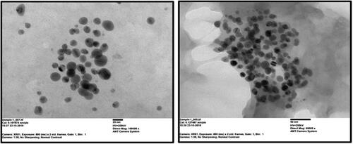 Figure 6. Transmission electron microscopy image of CuNPs (well-dispersed and spherical) synthesised using D. indica bark extract.