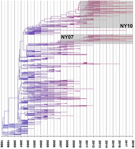 Figure 2. Time tree based on Bayesian analysis of West Nile virus (WNV) isolates from New York State (NYS), ranging from 1999–2018 (BEAST 2). Branch colours reflect the age of taxa, red branches represent the most recent strains. NY10 and NY07 genotype strains are enclosed in the respective boxes on the phylogeny.