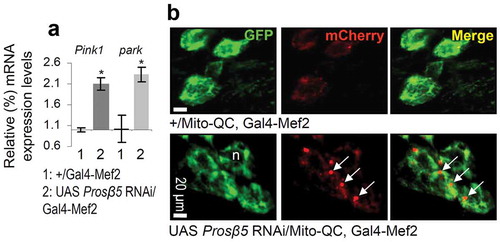 Figure 3. Increased expression of Pink1 and park genes and of mitophagy after KD of the β5 proteasomal subunit. (a) Relative expression (vs. control) of Pink1 and park genes following KD of the Prosβ5 proteasomal gene. (b) CLSM visualization of GFP and mCherry signal of the Mito-QC reporter in larval cells after RNAi of the Prosβ5 gene; white arrows indicate mCherry positive staining. The RpL32/rp49 gene expression (a) was used as input reference; n, nucleus. Bars, ± SD; n ≥ 2; *P < 0.05.