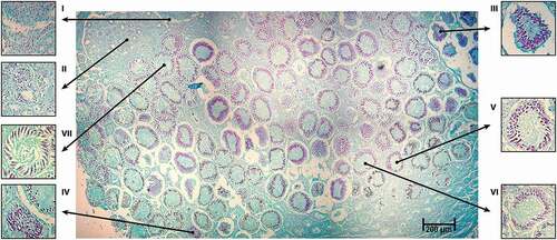 Figure 5. Different stages of spermatogenesis were identified, and the stages of development of spermatogenesis were distinguished in the testicular lobe of a mature testicle of Pseudobatos productus. Feulgen stain technique, 2.5X