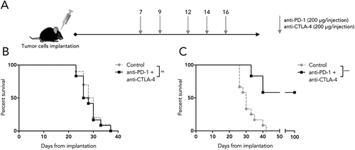 Figure 5. Differential sensitivity of SB28 and GL261 to double ICB. (A) Mice implanted intracranially with tumor were randomized into groups to receive intraperitoneal treatment with anti-PD-1 and anti-CTLA-4 antibodies, or isotype control, at the indicated doses and time-points. (B) Symptom-free survival of mice implanted with 1,600 SB28 glioma cells. (C) Symptom-free survival of mice implanted with 50,000 GL261 glioma cells. Survival curves represent accumulated data from two independent experiments (12 mice/group).