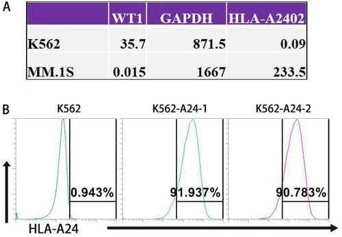 Figure 1. Establish K562-A24 cells stably expressing HLA-A*2402. (A) The mRNA expression levels of HLA-A*2402 and WT1 in K562 cells and MM.1S cells. (The data were generated by a TRON Cell Line portal, http://celllines.tron-mainz.de). (B) K562 and K562-A24 cells were stained with phycoerythrin-conjugated antibodies specific to HLA-A24. The percentages of positive cells are presented after exclusion of dead cells with Aqua.