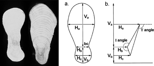 Figure 5. Analysis of root cross sectional shape. Left, Typical spruce I- and T-beam root cross sectional shapes. Right, a. A system for measurement of such sections relative to ‘bc’, the biological centre, and b. analysis of the development of I-beam (I angle) and T-beam shapes (T angle), from Nicoll & Ray (Citation1996).
