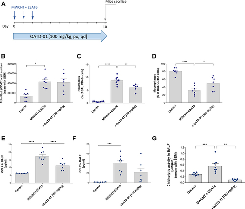 Figure 4 OATD-01 shows the anti-inflammatory effects in 10-day-long MWCNT + ESAT-6 model of granulomatous inflammation in mice. (A) A scheme of the in vivo experiment. MWCNT + ESAT-6 was administered oropharyngeally on 3 consecutive days and OATD-01 was administered orally, once a day for 10 days at 100 m/kg dose. (B) Analysis of CCL2 levels in murine BALF following OATD-01 administration in comparison to the vehicle-treated animals. (C) Analysis of CCL4 levels in murine BALF following OATD-01 administration in comparison to the vehicle-treated animals. (D) Chitinolytic activity in BALF following OATD-01 administration as compared to the vehicle-treated animals. (E–G) Flow cytometry analysis of BALF leukocyte subpopulations such as alveolar macrophages and neutrophils following 10-day treatment with OATD-01 as compared to the vehicle-treated mice. Data presented as mean ± SEM; *p<0.05, **p<0.01, ***P<0.001, ****P<0.0001.