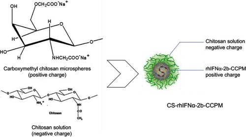 Figure 3 Schematic diagram of the electrostatic self-assembly technique.Abbreviations: rhIFNα-2b-CCPM, rhIFNα-2b carboxymethyl chitosan nanoporous microspheres; CS-rhIFNα-2b-CCPM, chitosan rhIFNα-2b carboxymethyl chitosan nanoporous microspheres.