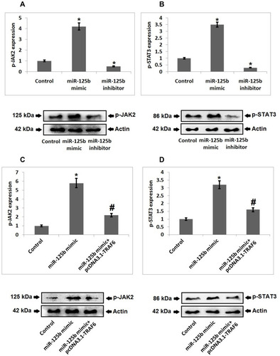 Figure 5 JAK2/STAT3 cascade is responsible for miR-125b-TRAF6 mediated osteoporosis. (A) Western blot analysis and quantitative results showing expression of p-JAK2 in miR-125b mimic/inhibitor treated cells. (B) Western blot analysis and quantitative results showing expression of p-STAT3 in miR-125b mimic/inhibitor treated cells. (C) Western blot analysis and quantitative results showing expression of p-JAK2 in miR-125b mimic treated cells and mimic+ pcDNA3.1-TRAF6 transfected cells. (D) Western blot analysis and quantitative results showing expression of p-STAT3 in miR-125b mimic + pcDNA3.1-TRAF6 transfected cells. The results are mean ± SD. *P<0.05 compared to miR-125b mimic treated group, #<0.05 compared to control.