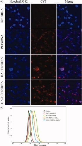 Figure 5. In vitro intracellular distribution and cell-uptake efficiency. (A) Intracellular distribution of HA-P-PEI/CY3-siRNA nanoparticles in H1975 cells at 4 h. Red, fluorescence-siRNA; blue, Hoechst 33342. (B) The uptake efficiency of HA-P-PEI/FAM-siRNA nanoparticles in H1975 cells at 4 h.