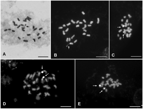Figure 2. Cells of H. dulcis in metaphasic mitotic division. (A) Giemsa stained cell with 2n = 24 with arrow showing satellite; (B) DAPI stained cell with arrow showing satellite; (C) CMA stained cell with arrows showing positive bands; (D) cell counterstained with DAPI hybridized with pTa71 probe with arrows showing 45 rDNA sites; (E) cell hybridized with pScT7 probe with arrows showing 5S rDNA sites. Bar = 5 μm.
