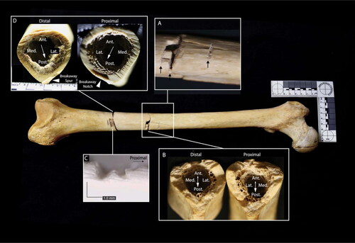 Figure 3. Right femur, anterior view. Inset A: closeup of defects on the anterior femoral surface; the chop marks described in the text are indicated by black arrows. Inset B: fracture surfaces of the midshaft transection; small arrowhead indicates direction of fracture propagation (from failure in tension to failure in compression) and large arrowhead indicates direction of force application (from compression to tension). Inset C: microscope image of a false start kerf on the anterior femoral surface associated with the distal shaft transection. Inset D: kerf walls of the distal shaft transection; arrows indicate direction of blade progress. Note: the femoral head cut mark was made by analysts at the Smithsonian in 1979.