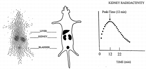 Figure 1. Total body scan (left) and time-course curve of kidney radioactivity (right) recorded in a normal rat after i.v. injection of 131I-β2-microglobulin.