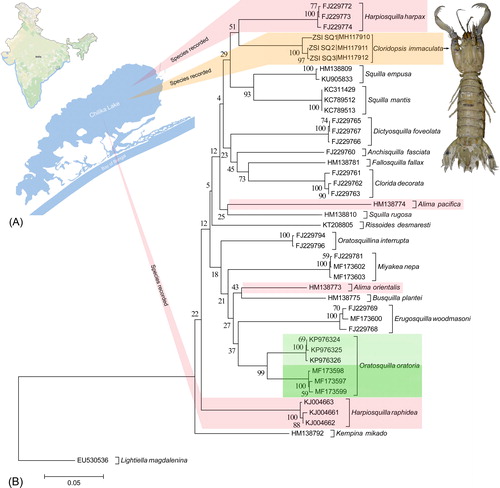 Figure 1. (A) Collection locality of the studied stomatopod species from Chilika Lake of eastern India. (B) Neighbor joining (NJ) tree of the studied stomatopod species with bootstrap support. The Brachypoda species, L. magdalenina is used as an out-group in the phylogeny. Green and pink bars represent the ambiguous clade of Oratosquilla, Alima, and Harpiosquilla species in the present dataset correlate to the high genetic variability. Orange bar represents the novel sequences of C. immaculata generated in the study. The image of C. immaculata photographed by the second author (SR) is superimposed with the tree.