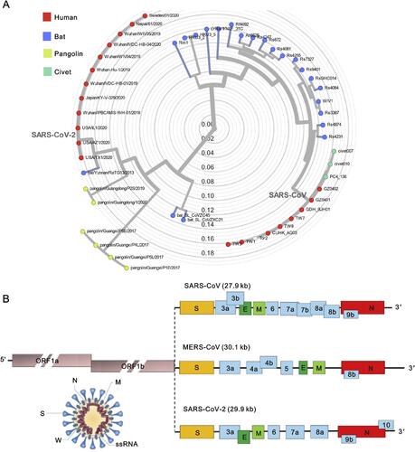 Figure 1 (A) The phylogenetic tree of SARS-like coronaviruses complete genome sequences. (B) The complete genome sequences of SARS-CoV, MERS-CoV, and SARS-CoV-2.Notes: Reprinted from Journal of Pharmaceutical Analysis, Vol 10/edition number 2, Li X, Geng M, Peng Y, Meng L, Lu S, Molecular immune pathogenesis and diagnosis of COVID-19, Pages No.102–108, Copyright (2020), with permission from Elsevier.Citation8