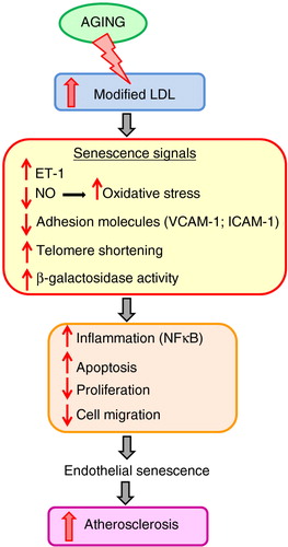 Fig. 3 Mechanisms of endothelial cell senescence during aging, initiating the atherogenic process.