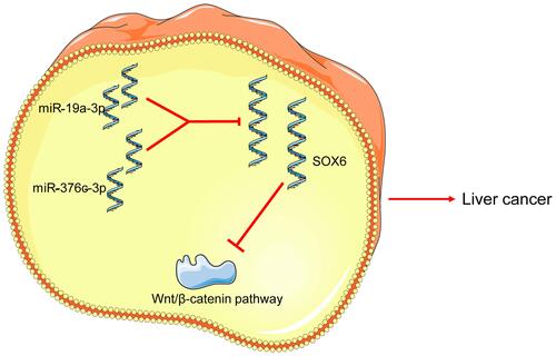 Figure 7 Schematic diagram illustrating possible regulatory roles of miR-19a-3p and miR-376c-3p contributing to proliferation, migration and invasion in HCC. miR-19a-3p or miR-376c-3p activates the Wnt/β-catenin signaling pathway by targeting and inhibiting SOX6 expression, thereby promoting HCC cell proliferation, migration and invasion, and inhibiting apoptosis.