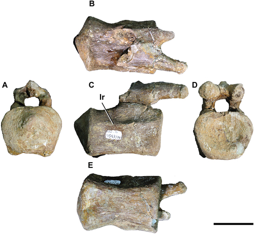 Figure 5. Titanomachya gimenezi, holotype. MPEF Pv 11547/10. Posterior caudal vertebra in A, posterior; B, right lateral; C, anterior; D, dorsal and E, ventral views. Abbreviations: lr, longitudinal ridge. Scale bar = 5 cm.