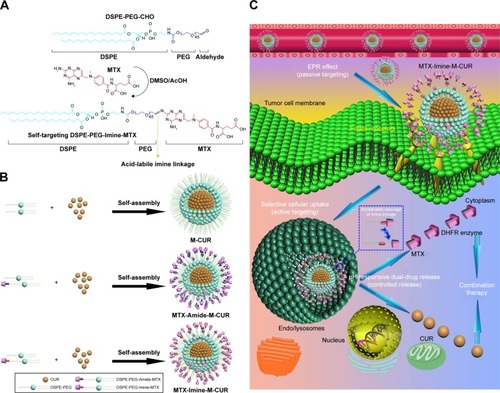 Figure 1 (A) Synthetic route of DSPE-PEG-Imine-MTX conjugate via imine reaction between the aldehyde group of DSPE-PEG-CHO and the aromatic amino group of MTX. (B) Schematic representation of preparation of MTX unconjugated DSPE-PEG assembling micellar nanoparticles loaded with CUR (M-CUR), DSPE-PEG-Amide-MTX nanoparticles (MTX-Amide-M-CUR), and DSPE-PEG-Imine-MTX nanoparticles (MTX-Imine-M-CUR). (C) Schematic representation of active selective cellular uptake via folate receptor-mediated endocytosis, pH-controlled intracellular dual-drug release, and combination therapy of MTX-Imine-M-CUR nanoparticles after passive tumor accumulation by EPR effect.Abbreviations: AcOH, acetic acid; CHO, aldehyde group; CUR, curcumin; DHFR, dihydrofolate reductase; DMSO, dimethyl sulfoxide; DSPE-PEG, 1,2-distearoyl-sn-glycero-3-phosphoethanolamine-N-[(polyethylene glycol)-2000]; EPR, enhanced permeability and retention; MTX, methotrexate.