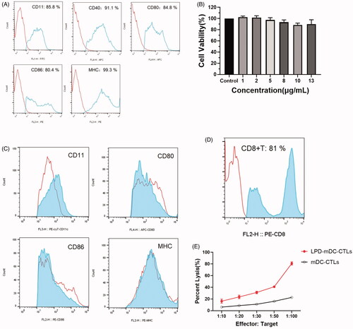 Figure 4. LPD nanoliposomes induce DCs and T cell activation in vitro. (A) Surface protein expression of mDCs measured by flow cytometry. (B) Proliferation assay of DCs in the presence of LPD nanoliposomes. (C) LPD nanoliposomes promote dendritic cell maturation in vitro, measured by flow cytometry. (D) Purity of positive CD8 T lymphocytes after isolation, as determined by flow cytometry. (E) Cytotoxicity assay for effector T cells (CTLs, cytotoxic T lymphocytes) activated by LPD nanoliposomes against CT-26 cells at different effect to target ratios. Data are presented as means ± standard deviations (n = 5).