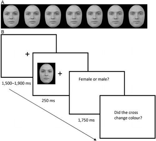 Figure 1. (A) Face stimuli used in the categorization task in increasing levels of maleness ranging from 0% male to 100% male. (B) Trial structure for the categorization task. On 40% of trials the fixation cross turned from black to red and on half of these trials, following the face decision, participants were asked if the cross had changed. On 20% of trials, participants were prompted to answer the question but the cross did not change colour.