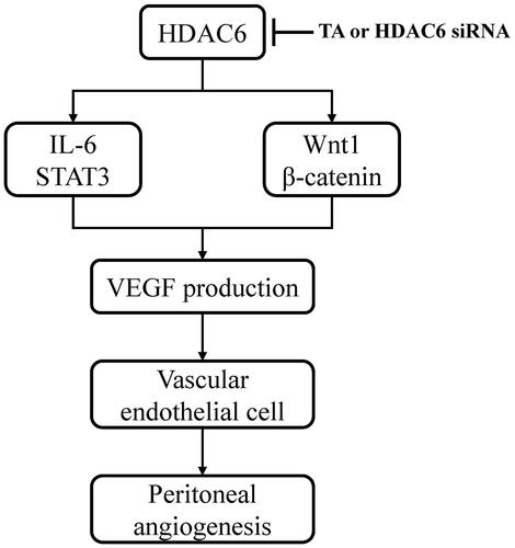 Figure 6. Mechanisms of HDAC6 inhibition-elicited attenuation of PD-induced angiogenesis. HDAC6 inhibition protects against PD-induced angiogenesis through at least two mechanisms: inhibition of IL-6/STAT3 signaling pathway and suppression of Wnt1/β-catenin signaling pathway, subsequently reducing the production of VEGF and angiogenesis of vascular endothelial cell.