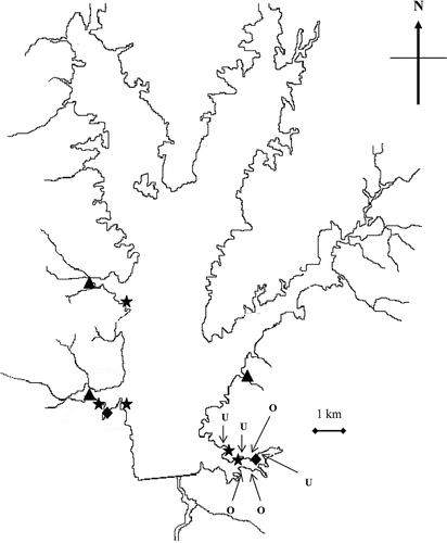 Figure 2 Rend Lake sites that were planted with water willow propagules throughout the study. Triangles (▴) represent backwater sites planted with root crowns, plugs, and stem fragments in 2001. Diamonds represent backwater sites planted with only root crowns and stem fragments in 2001. Stars (⋆) represent open water sites planted with stem fragments only in 2001. Sites with letters represent 2002 plantings and planted with stem fragments and rooted stem fragments in July and August of 2002. Sites denoted by the letter “U” had a bottom slope of <5° whereas sites denoted with a letter “O” had a bottom slope of >5°.