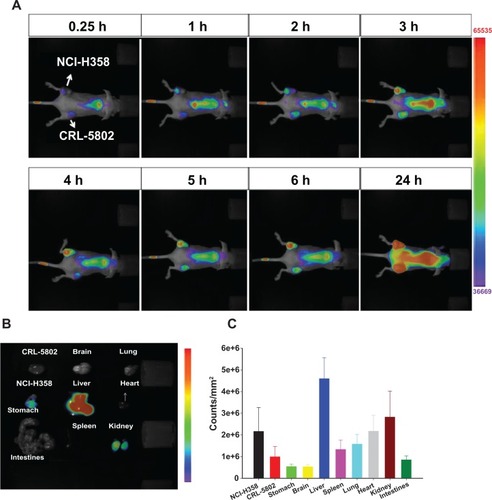 Figure 5 (A) Biodistribution in female Balb/c mice (6–8 weeks old) using a near-infrared noninvasive optical imaging technique. (B) Isolated tissues and (C) their relative fluorescent intensities after the mice were injected with IR-780-loaded CSMA-g-PCL micelle for 24 hours using an optical image system (n = 5).Abbreviation: CSMA-g-PCL, Poly(ε-caprolactone)-g-methacrylated chondroitin sulfate.
