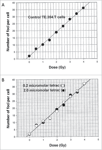 Figure 3. (A) Dose response dependence of the number of foci per cell for control cells for the fast repair portion of the H2AX response curve (0 to 1 h post-irradiation). (B) Dependence of the number of foci per cell for cells for the fast repair portion of the H2AX response curve (0 to 1 h post-irradiation) for cells at 37°C treated for 1 h with 0.2 or 2.0 µM tetrac before irradiation.