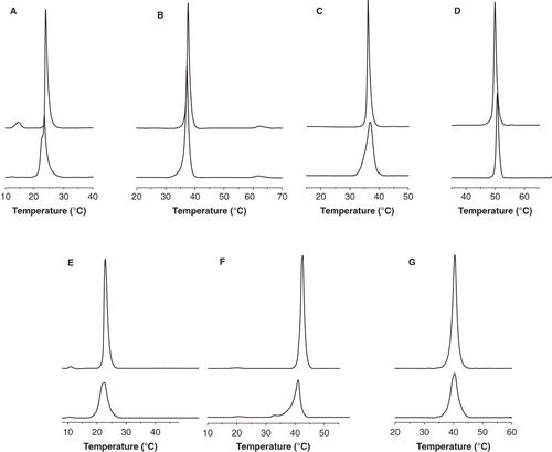 Figure 4. Differential scanning calorimetry heating thermograms corresponding to model membranes composed of (A) DMPC, (B) DEPE, (C) DMPS, (D) DMPA, (E) DMPG, (F) 14BMP and (G) PSM in the absence (top curves) and presence of DENV2C6 peptide (bottom curves) at a phospholipid/peptide molar ratio of 15:1. All the thermograms were normalized to the same amount of lipid.
