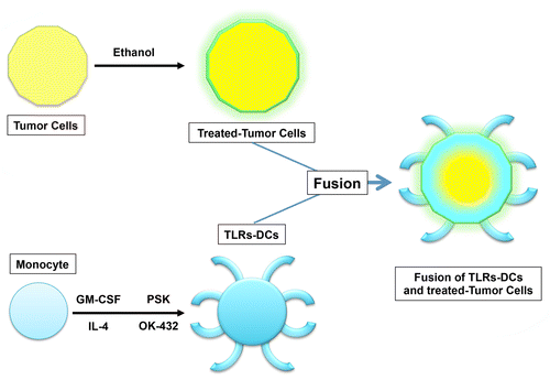 Figure 1. Fusions generated with ethanol-treated tumor cells and activated dendritic cells. The treatment of neoplastic cells with ethanol results in the emission/exposure of calreticulin (CRT), heat-shock proteins (HSPs) and high-mobility group box 1 (HMGB1) as well as in the blockade of transforming growth factor β1 (TGFβ1) signaling, but not in decreased expression of MHC class I molecules and tumor-associated antigens such as mucin 1 (MUC1). Ethanol-treated malignant cells fused to dendritic cells (DCs) activated by simultaneous exposure to Toll-like receptor 2 (TLR2) and TLR4 agonists inhibit the production of multiple immunosuppressive factors including TGFβ1 while stimulating the secretion of interleukin-12 and HSPs. Such immunogenic DC/cancer cell fusions activate T cells that produce high levels of interferon γ (IFNγ), resulting in the elicitation of MUC1-specific immune responses, at least in vitro.